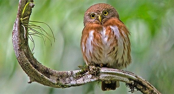 පර්නම්බුකෝ පිග්මි බකමූණා | Neotropical Birds - Cornell University
