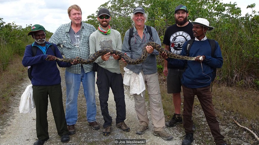 Today, the Irulas’ skills are celebrated, with two Irula men travelling to Florida to help curb the problem of Burmese pythons in the Everglades (Credit: Joe Wasilewski)