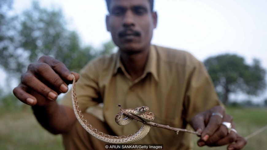 The origin of the Irulas’ connection to snakes is shrouded in mystery (Credit: ARUN SANKAR/Getty Images)