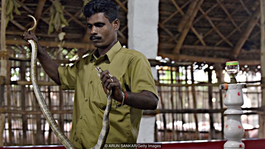 The Irula Snake Catchers Industrial Co-Operative Society was formed in 1978 to capture snakes and extract their venom (Credit: ARUN SANKAR/Getty Images)