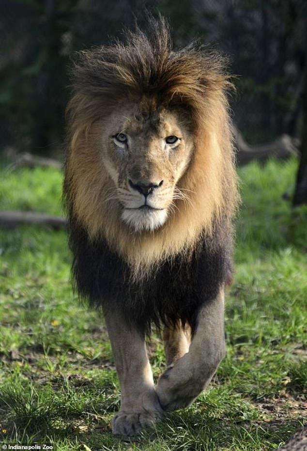 10-year-old African lion Nyack died on Monday morning at the Indianapolis Zoo. Nyack pictured above | Indianapolis Zoo