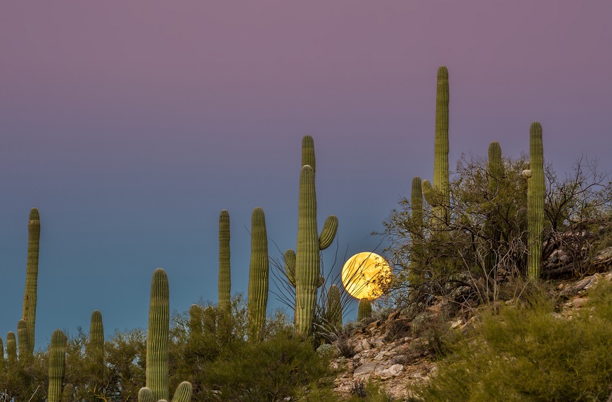 Saguaro cactus, Carnegiea gigantea