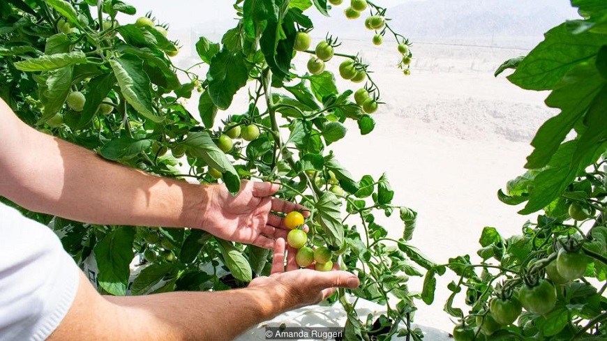 Head grower Blaise Jowett shows his tomatoes growing near the greenhouse wall (Credit: Amanda Ruggeri)