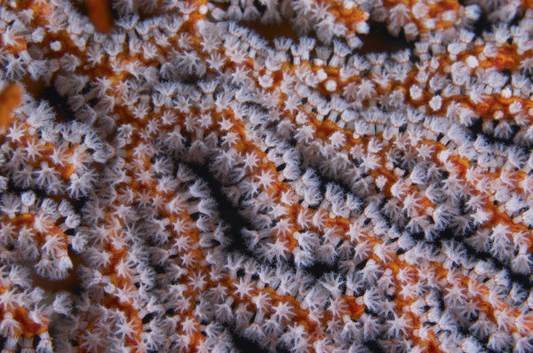Orange gorgonian sea fan with white polyps, Bali, Indonesia.