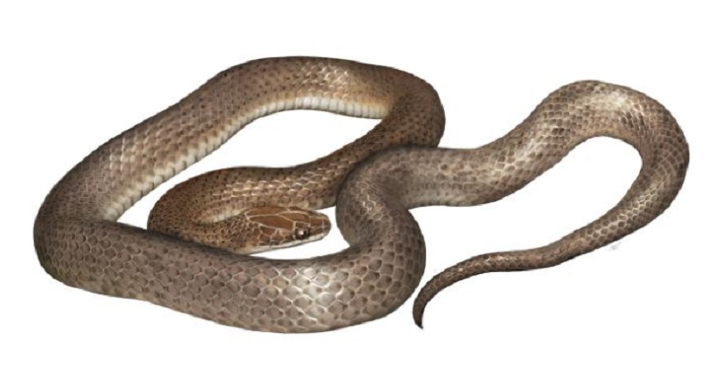 An artist’s rendering of the new species, Cenaspis aenigma, which translates to “mysterious dinner snake.” ILLUSTRATION BY GABRIEL UGUETO