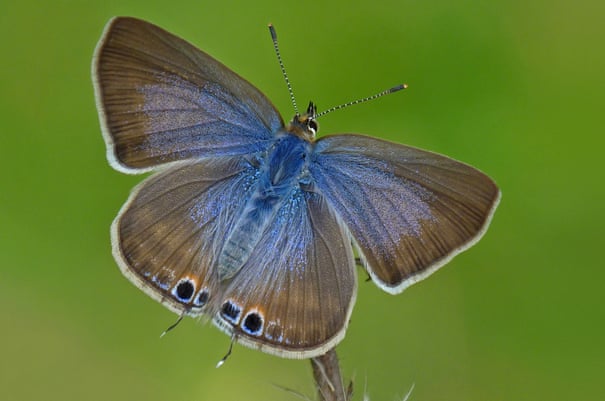 Neil Hulme- Butterfly Conservation